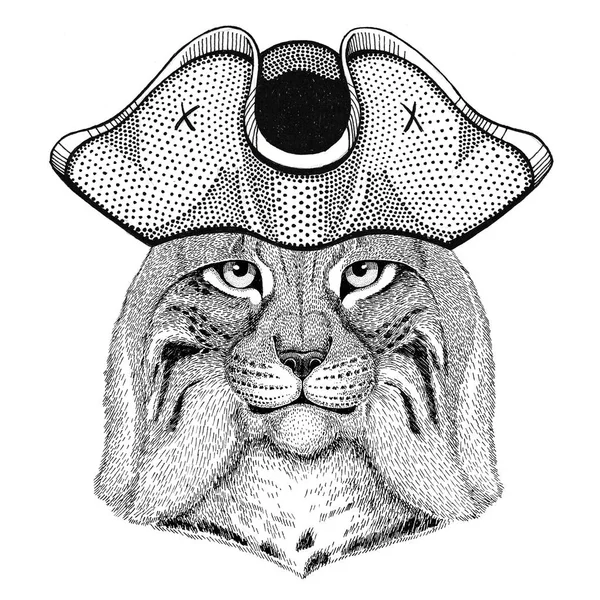 野生の猫 Lynx ボブキャット トロット着て海賊帽子コックド ハット、トライコーンの船員、船員、マリナー、または船員 — ストック写真