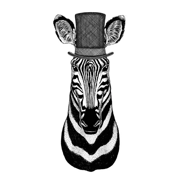 Zebra paard dragen cilinder-cilinderhoed — Stockfoto