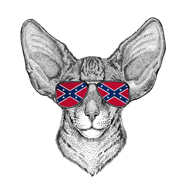 Orientalny kot z wielkimi uszami okularach z Narodowej flagi Skonfederowanych Stanów Ameryki Usa flaga okulary dzikich zwierząt t-shirt, plakat, odznaka, sztandar, godło, logo — Zdjęcie stockowe