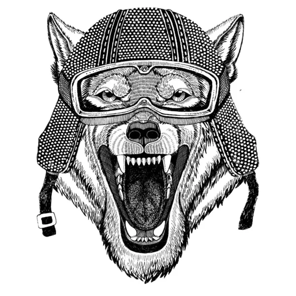 Wolf Dog Wild animal con casco de moto vintage Tatuaje, insignia, emblema, logotipo, parche, camiseta —  Fotos de Stock