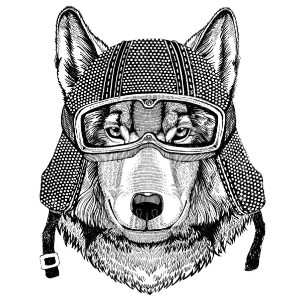 Wolf Dog wearing vintage motorcycle helmet Tattoo, badge, emblem, logo, patch, t-shirt — Stock Photo, Image