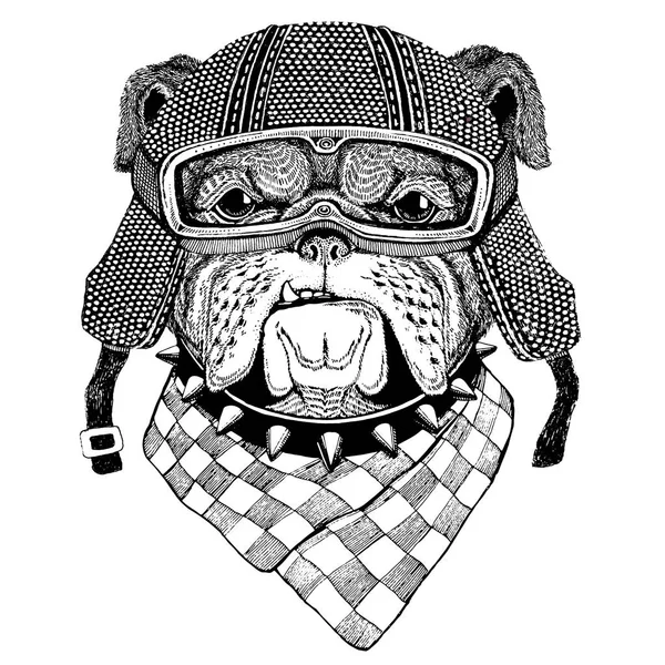 牛头犬穿老式摩托车头盔纹身、 徽章、 标志、 标识、 修补程序、 t 恤 — 图库照片