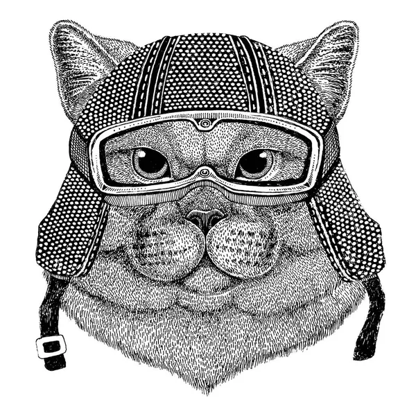 Brithish ädel katt hane bär vintage motorcykelhjälm tatuering, badge, emblem, logotyp, patch, t-shirt — Stockfoto