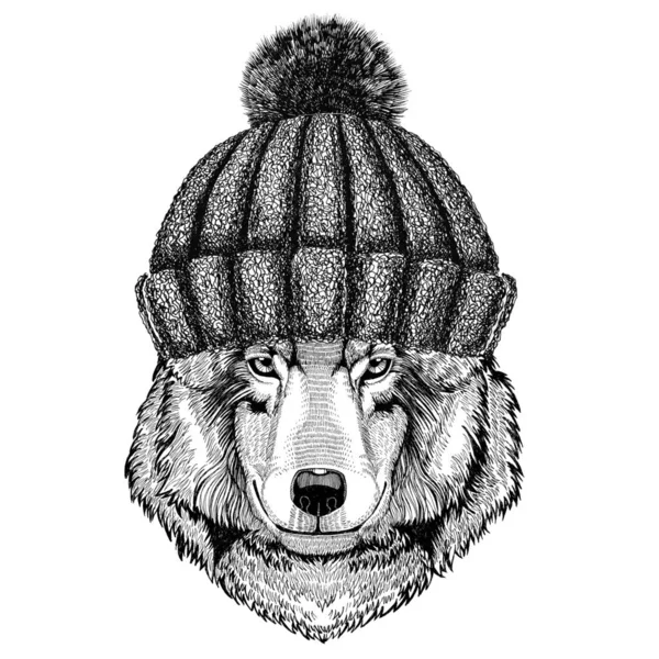 Wolf Dog wearing winter knitted hat — Stock Photo, Image