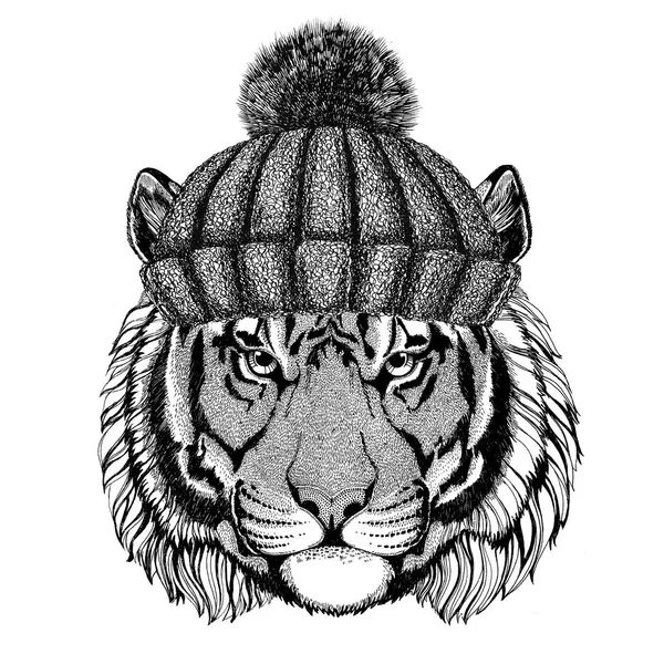 Divoký tygr na sobě zimní pletená čepice — Stock fotografie