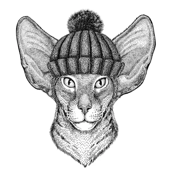 Orientalisk katt med stora öron bär stickad vintermössa — Stockfoto