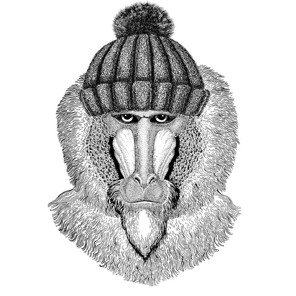 Affe, Pavian, Menschenaffe mit winterlicher Strickmütze — Stockfoto