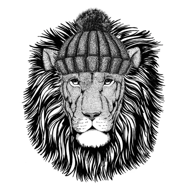 Дикі Лев носіння Зимові в'язані капелюх — стокове фото