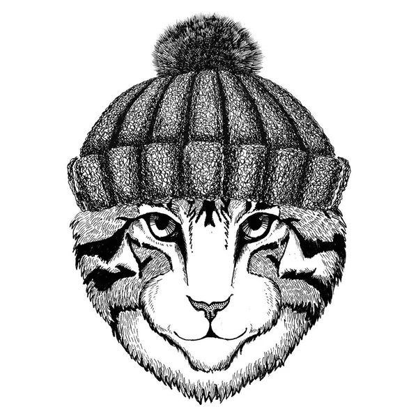 Изображение домашней кошки в зимней вязаной шляпе — стоковое фото
