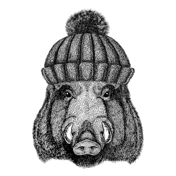 Aper, boar, hog, hog, wild boar wearing winter knitted hat — Stock Photo, Image
