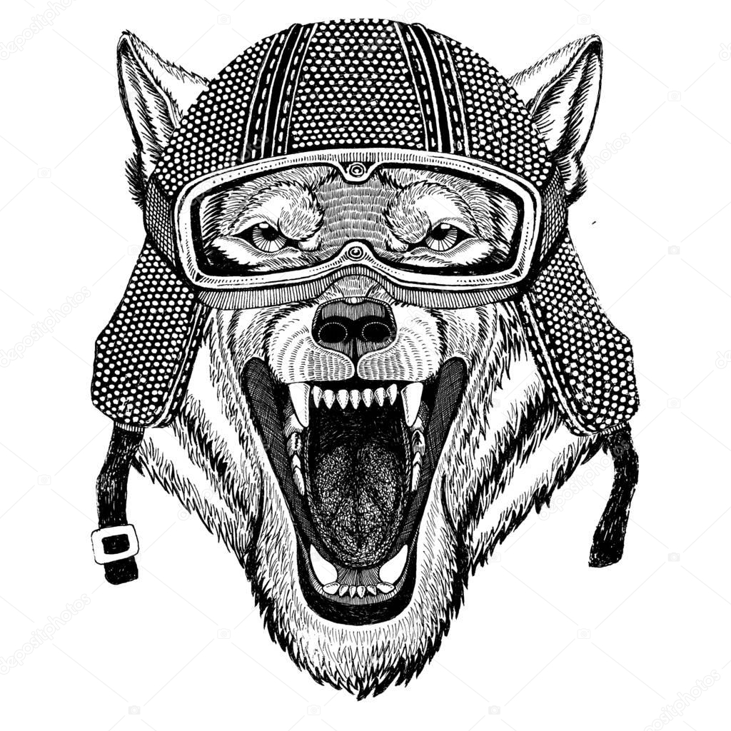 Wild animal wearing vintage motorcycle helmet