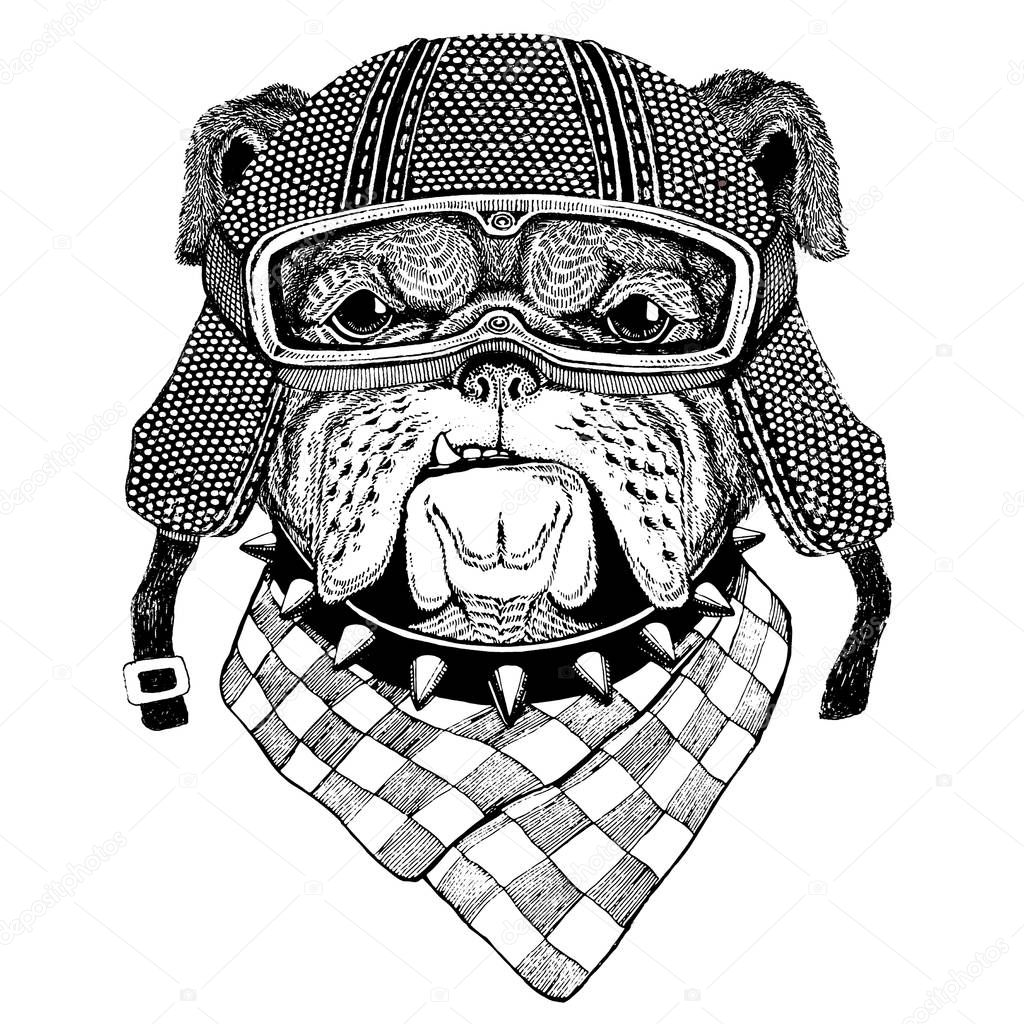 Bulldog wearing vintage motorcycle helmet Tattoo, badge, emblem, logo, patch, t-shirt