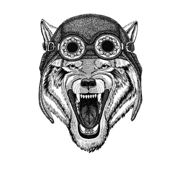 Wolf Dog Cappello da aviatore Animali selvatici Cappello da moto con occhiali per motociclista Illustrazione per moto o aviatore t-shirt con animale selvatico — Foto Stock