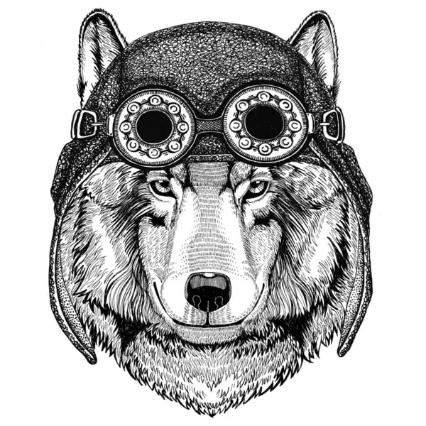 Wolf Dog chapeau d'aviateur Chapeau de moto avec lunettes pour motard Illustration pour moto ou t-shirt d'aviateur avec animal sauvage — Photo