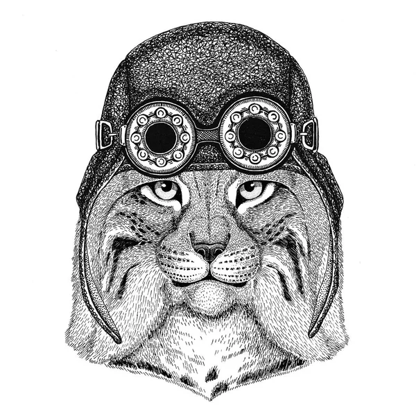 Άγρια γάτα Lynx τριποδισμός Bobcat φορώντας αεροπόρος μοτοσικλέτα καπέλο καπέλο με γυαλιά για ποδηλάτης εικονογράφηση για μοτοσυκλέτα ή αεροπόρος t-shirt με άγριο ζώο — Φωτογραφία Αρχείου