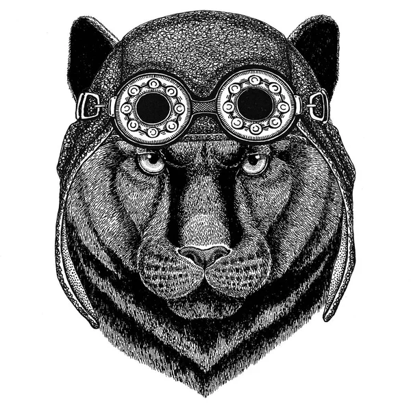 Panther Puma Cougar Wild cat chapeau d'aviateur Chapeau de moto avec lunettes pour motard Illustration pour moto ou t-shirt d'aviateur avec animal sauvage — Photo