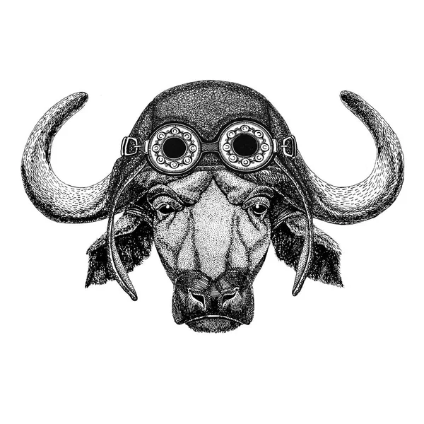 Буффало, бык, бык в шляпе лётчика Мотоциклетная шляпа с очками для байкера Иллюстрация для мотоцикла или футболка лётчика с диким животным — стоковое фото