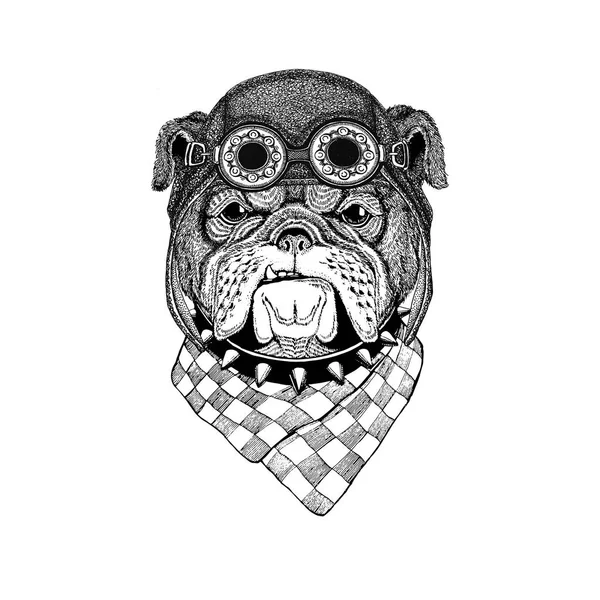 Bulldog con sombrero de aviador Sombrero de moto con gafas para motorista Ilustración para moto o aviador Camiseta con animal salvaje —  Fotos de Stock