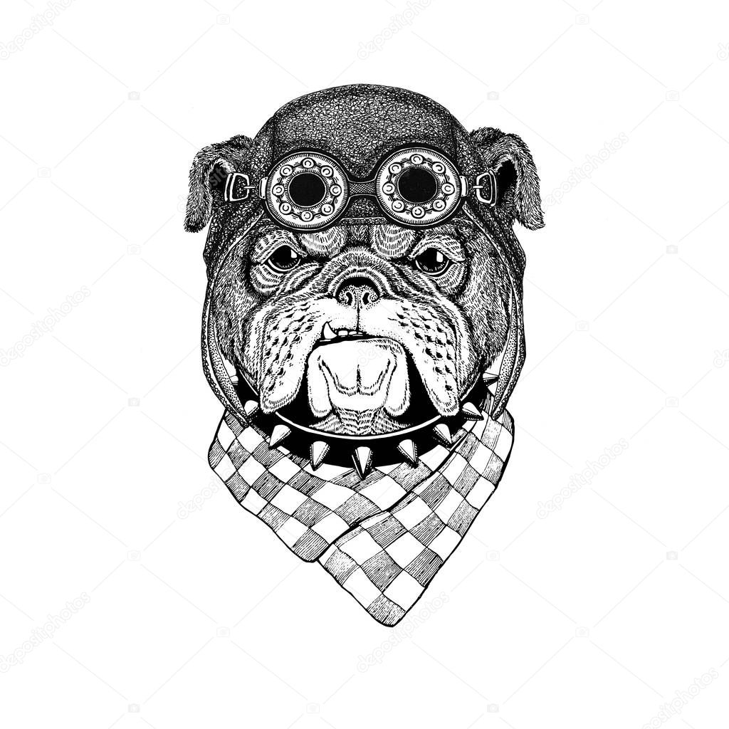Bulldog wearing aviator hat Motorcycle hat with glasses for biker Illustration for motorcycle or aviator t-shirt with wild animal