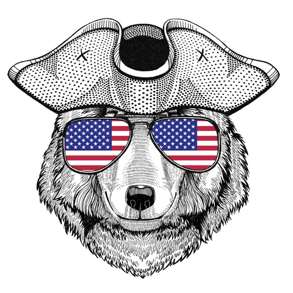 Chapéu de pirata Wolf Dog Chapéu de galinha, tricorn Marinheiro, marinheiro, marinheiro ou marítimo — Fotografia de Stock