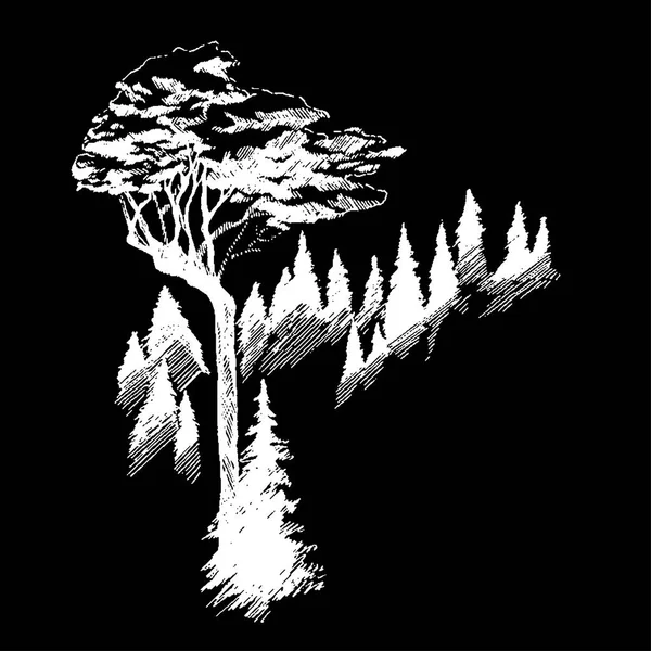 Vahşi doğa dağ Orman ağaçları Kuzey manzara