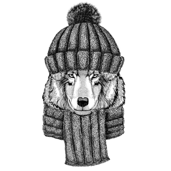 니트 모자와 스카프를 착용 하는 늑대 개 — 스톡 사진
