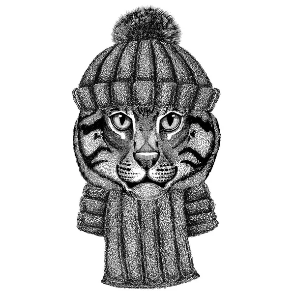 Wild cat Fishing cat wearing knitted hat and scarf — Stock Photo, Image