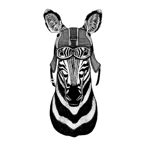 Zebra Horse wearing motorcycle helmet, aviator helmet Illustration for t-shirt, patch, logo, badge, emblem, logotype Biker t-shirt with wild animal — Stock Photo, Image