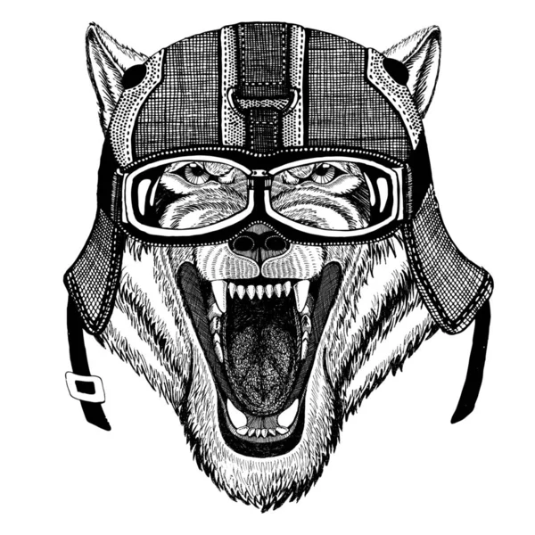 Wolf hond wilde dieren dragen Motorhelm, vlieger helm illustratie voor t-shirt, patch, embleem, badge, embleem, logo, Biker t-shirt met wilde dieren — Stockfoto