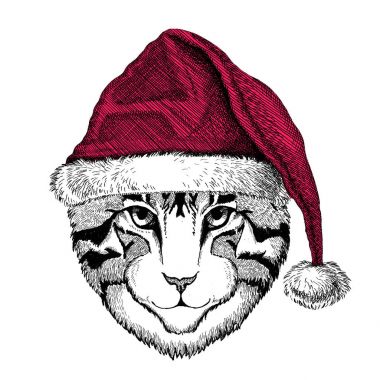 Görüntü yerli kedi Christmas illüstrasyon vahşi hayvan Noel giyen santa claus şapka kırmızı kış şapka tatil resim mutlu yeni yıl