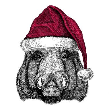 Aper, yaban domuzu, domuz, domuz, yaban domuzu Christmas illüstrasyon vahşi hayvan giyen Noel Noel Baba şapkası kırmızı kış şapka tatil resim mutlu yeni yıl