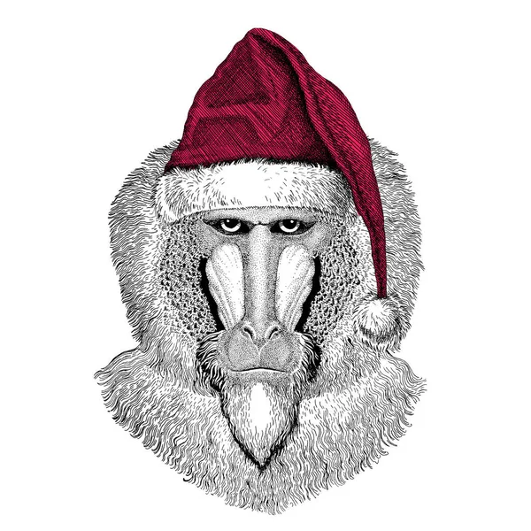 원숭이, 원숭이, 개-원숭이, 고릴라 크리스마스 그림 야생 동물 입고 크리스마스 산타 클로스 모자 레드 겨울 모자 휴가 사진 새 해 복 많이 — 스톡 사진