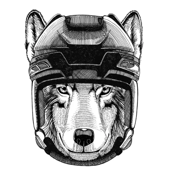 Σκύλος λύκος χόκεϊ εικόνα άγριο ζώο φορώντας χόκεϊ κράνος αθλητισμού ζώων χειμερινό άθλημα άθλημα χόκεϊ — Φωτογραφία Αρχείου