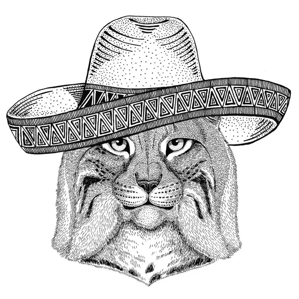 Divoká kočka Lynx Bobcat klus divokých zvířat nosí sombrero Mexiku Mexican Fiesta party ilustrace divoký západ — Stock fotografie