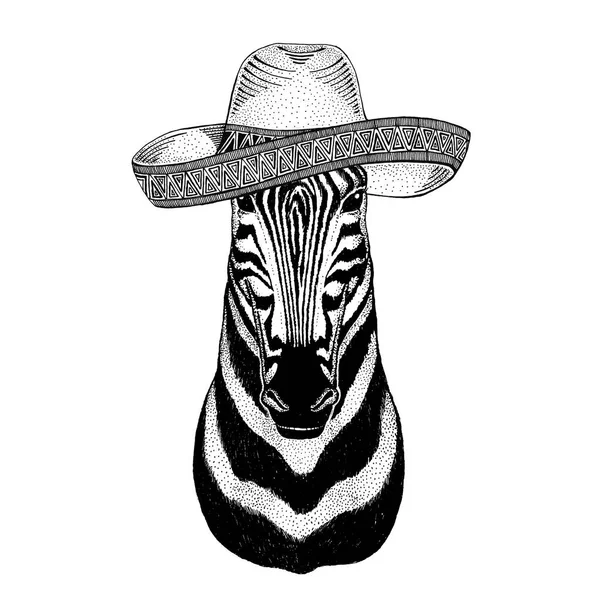 얼룩말 말 야생 동물 입고 솜브레로 멕시코 축제 멕시코 파티 그림 와일드 웨스트 — 스톡 사진