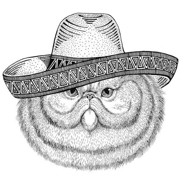 Retrato de gato persa fofo Animal selvagem vestindo sombrero México Fiesta ilustração festa mexicana Oeste selvagem — Fotografia de Stock