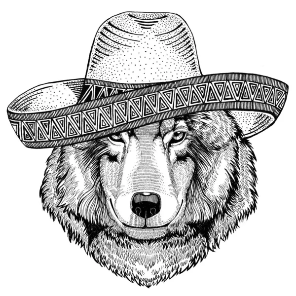 늑대 개 야생 동물 입고 솜브레로 멕시코 축제 멕시코 파티 그림 와일드 웨스트 — 스톡 사진