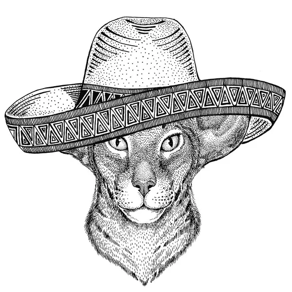 Oriental gato com orelhas grandes Selvagem animal vestindo sombrero México Fiesta Mexicano festa ilustração Selvagem oeste — Fotografia de Stock