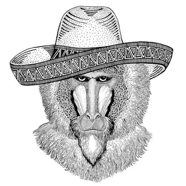 Maymun, maymun, köpek-maymun, maymun vahşi hayvan giyen sombrero Meksika Fiesta Meksika parti illüstrasyon Vahşi Batı