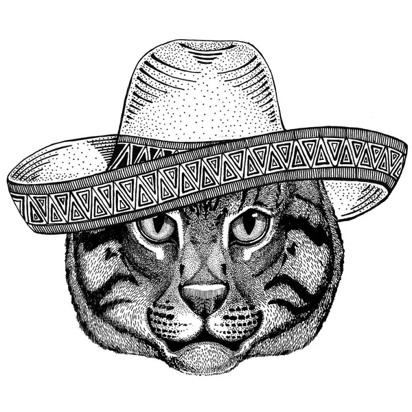 Άγρια γάτα αλιεία γάτα άγριων ζώων φορώντας σομπρέρο Μεξικό Μεξικάνικη φιέστα κόμμα εικονογράφηση άγρια Δύση — Φωτογραφία Αρχείου