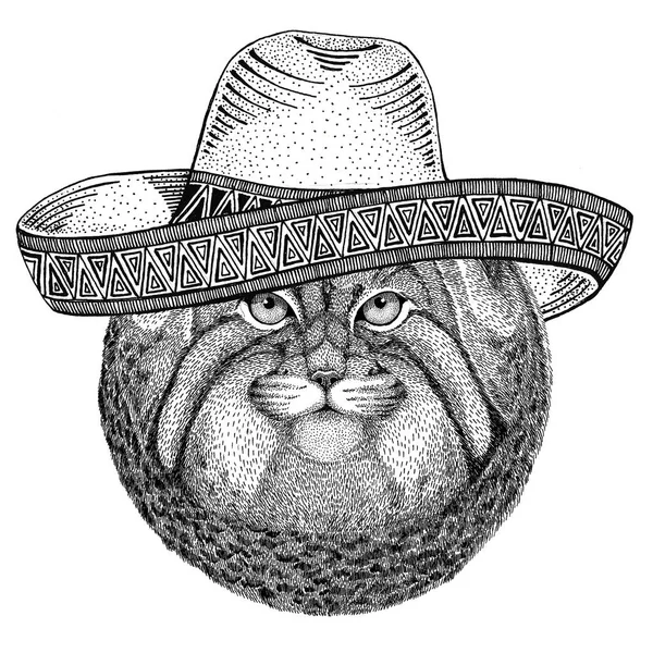 Selvagem gato Manul Selvagem animal vestindo sombrero México Fiesta Mexicano festa ilustração Selvagem oeste — Fotografia de Stock