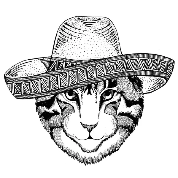 Image of domestic cat Wild animal wearing sombrero Mexico Fiesta Mexican party illustration Wild west — Stock Photo, Image