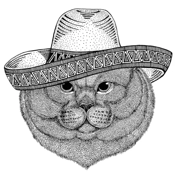 Brithish nobre gato Masculino Selvagem animal vestindo sombrero México Fiesta mexicano festa ilustração Selvagem oeste — Fotografia de Stock