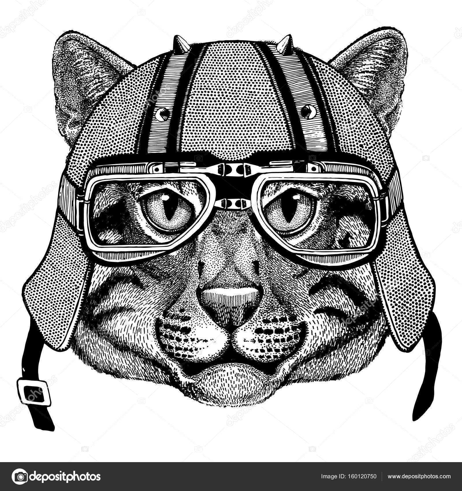 Chat Chat Sauvage Port Casque Motard Animal Avec Casque De Moto En