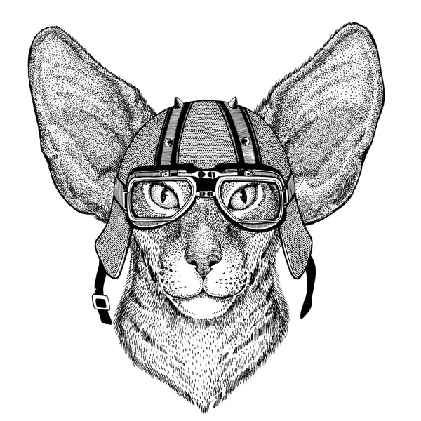 Восточная кошка с большими ушами в байкерском шлеме Животное с мотоциклетным кожаным шлемом Винтажный шлем для байкеров Авиационный шлем — стоковое фото