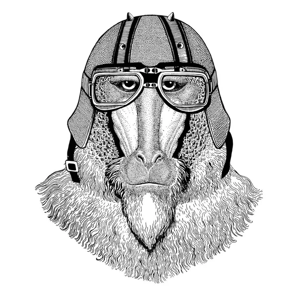 Обезьяна, бабуин, собака-обезьяна, обезьяна в байкерском шлеме Animal с мотоциклетным кожаным шлемом Vintage Шлем для байкеров Шлем Aviator — стоковое фото