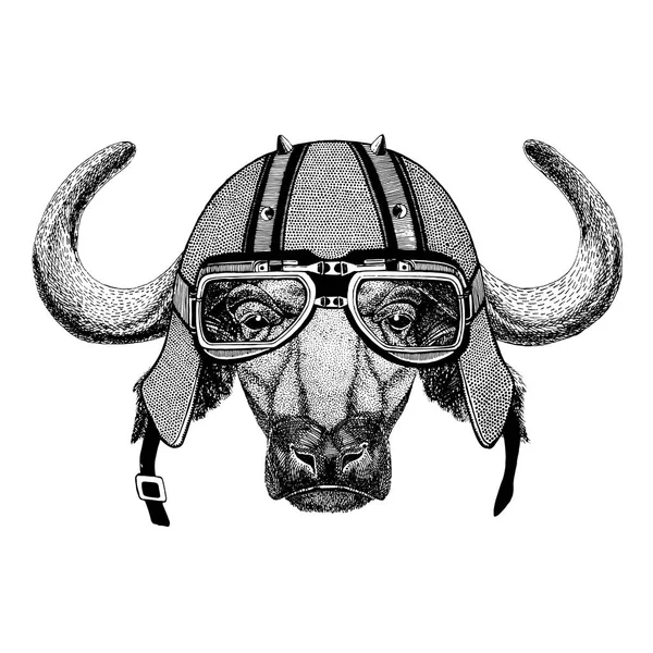 Buffalo, toro, buey con casco de ciclista Animal con casco de cuero de motocicleta Casco vintage para ciclistas Casco aviador —  Fotos de Stock