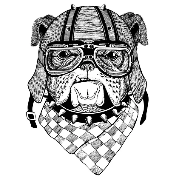 Bulldog con casco de motociclista Animal con casco de cuero de moto Casco vintage para motociclistas Casco aviador —  Fotos de Stock