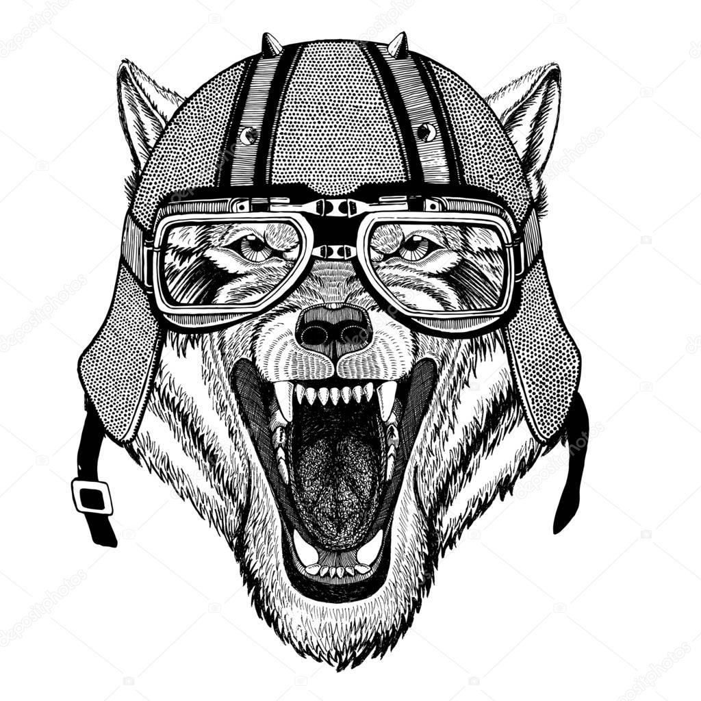 Wild animal wearing biker helmet Animal with motorcycle leather helmet Vintage helmet for bikers Aviator helmet