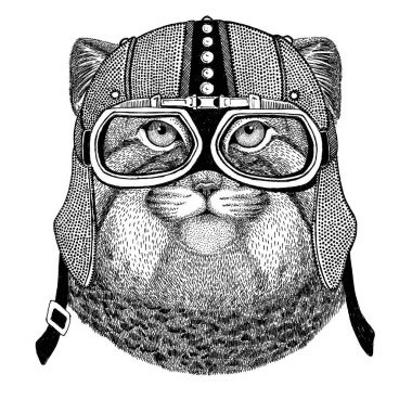 Vahşi kedi Manul motosiklet, motorcu, havacı, sinek kulübü illüstrasyon dövme, t-shirt, amblem, rozet, logosu için yama